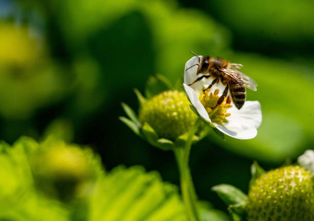 Eksplorasi Flora dan Fauna: Keajaiban Alam di Berbagai Ekosistem