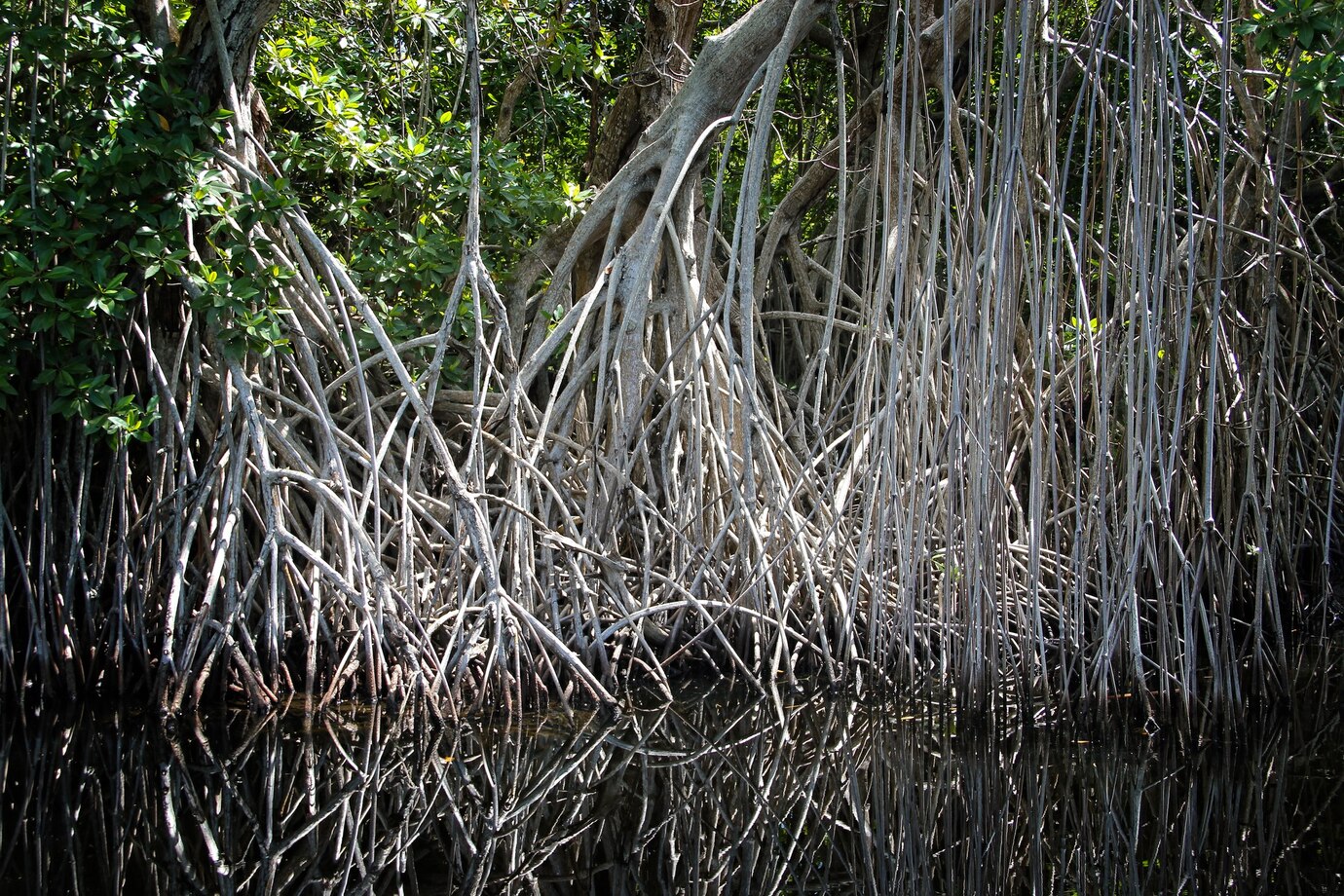 Apa yang Terjadi Jika Seluruh Hutan Mangrove Indonesia Hilang?