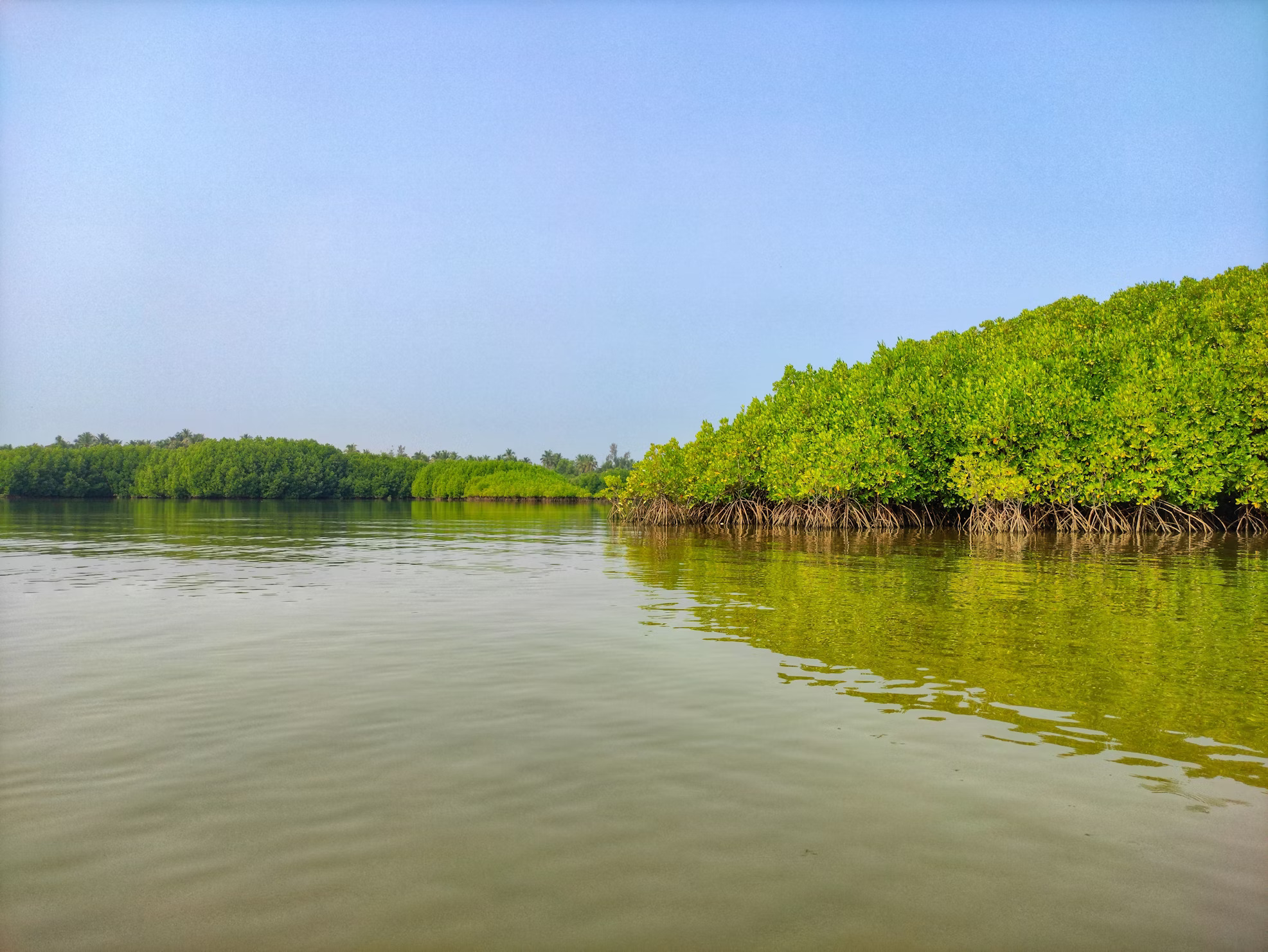 Apa Itu Ekosistem Mangrove dan Mengapa Penting?