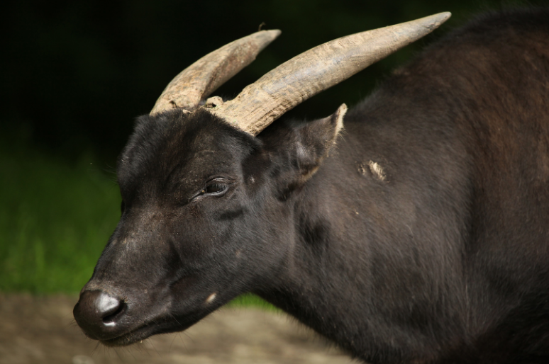 Hewan Endemik Unik Indonesia yang Jarang Diketahui