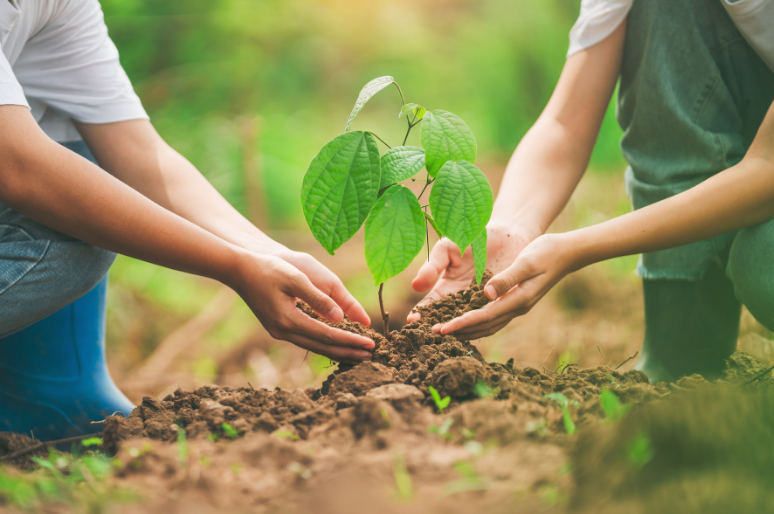 Apa Perbedaan In Situ dan Ex Situ dalam Pengelolaan Lingkungan?