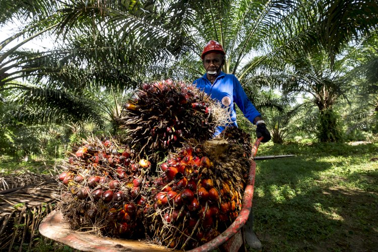 Industri Sawit Diklasifikasi 
